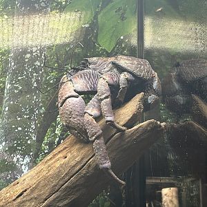 May 2023- Coconut crab