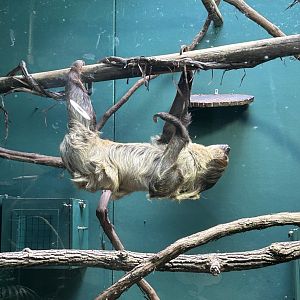 May 2023- Linnaeus’s two-toed sloth