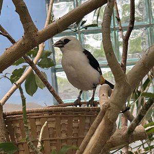 May 2023- White-headed buffalo weaver