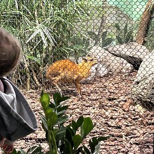 May 2023- Greater Malayan chevrotain