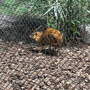 May 2023- Greater Malayan chevrotain