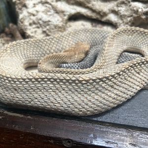 May 2023- Aruba Island rattlesnake