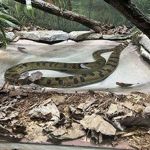 May 2023- Green anaconda