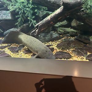 May 2023- Australian lungfish