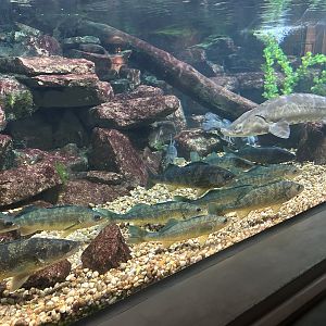 May 2023- Walleye and Lake sturgeon