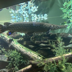 May 2023- Alligator gar