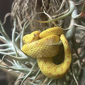 May 2023- Eyelash viper