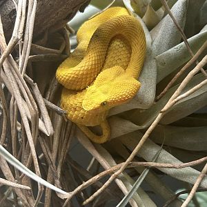 May 2023- Eyelash viper