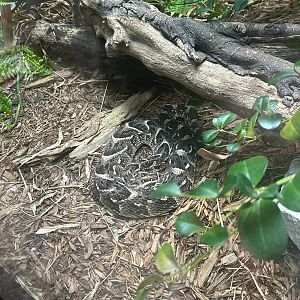 May 2023- Puff adder