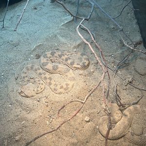 May 2023- Desert horned viper