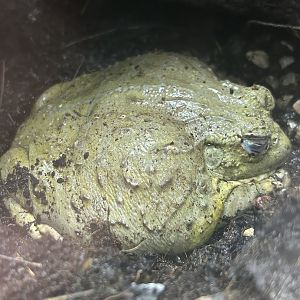 May 2023- African bullfrog