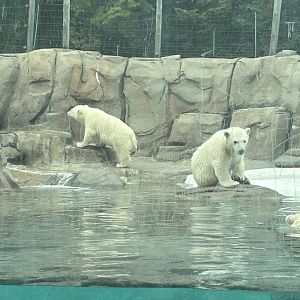 May 2023- Polar bears