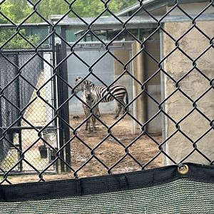 May 2023- Grant’s zebras