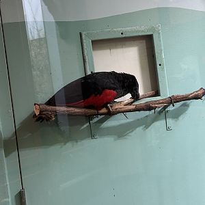 May 2023- Pesquet’s parrot