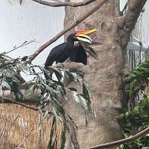 May 2023- Rhinoceros hornbill