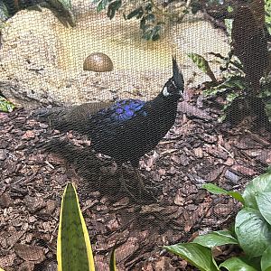 May 2023- Palawan peacock-pheasant