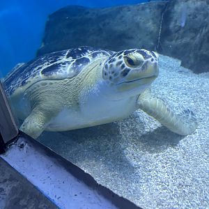 May 2023- Green sea turtle