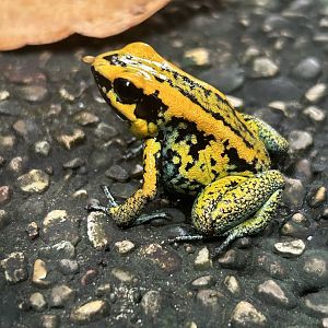 May 2023- Hybrid poison dart frog(?)