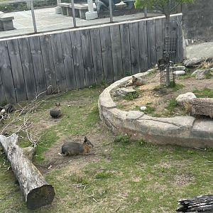 May 2023- Patagonian maras