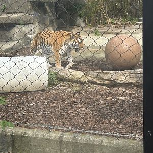 May 2023- Siberian tiger