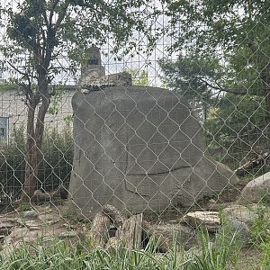 May 2023- Snow leopard