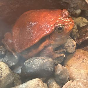 May 2023- Sambava tomato frog