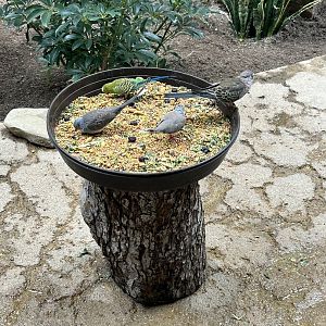 May 2023- Diamond doves, budgerigar, and Bourke’s parrot