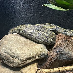 May 2023- Ethiopian mountain adder