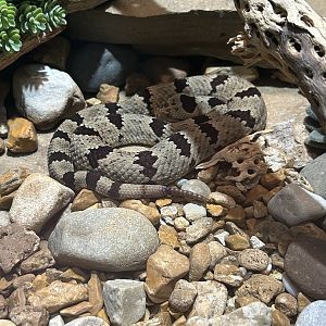 May 2023- Mottled rock rattlesnake