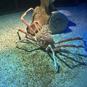 May 2023- Japanese spider crab