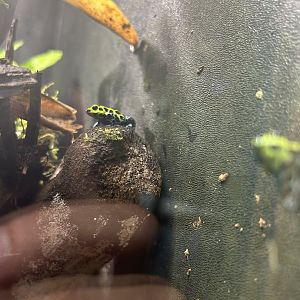 May 2023- Zimmerman’s poison frog