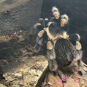 May 2023- Mexican red-knee tarantula