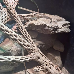 May 2023- Desert grassland whiptail lizard