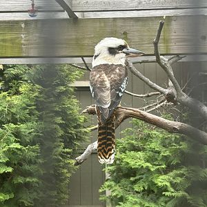 May 2023- Laughing kookaburra