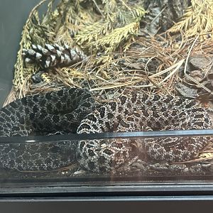 May 2023- Pygmy rattlesnakes