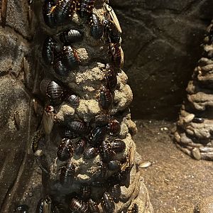 May 2023- Bat cave roaches