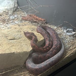 May 2023- Long-nosed viper