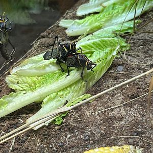 May 2023- Western horse lubber grasshoppers