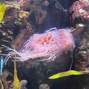Anemone ID