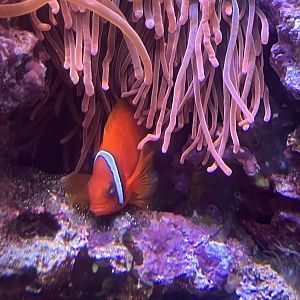 Clownfish ID