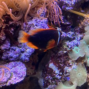 Clownfish ID
