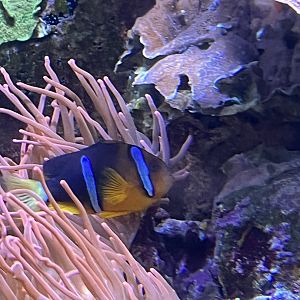 Clownfish ID
