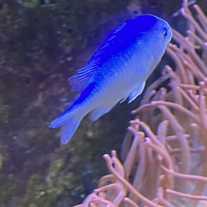 Damselfish ID