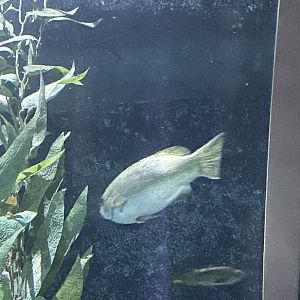 Fish ID