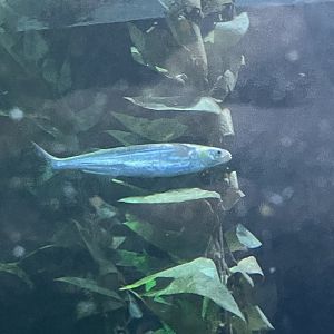 Fish ID