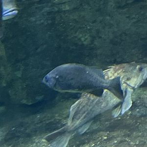 Fish ID