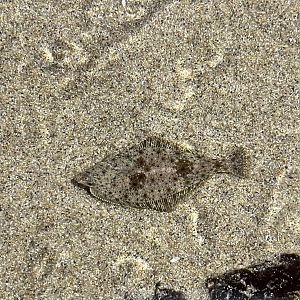 Flatfish ID