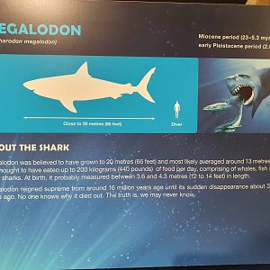 Megalodon information in Planet Shark exhibition