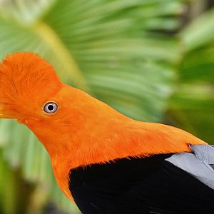 Andean Cock-of-the-Rock (Rupicola peruvianus)