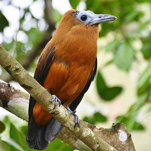Capuchinbird (Perissocephalus tricolor)